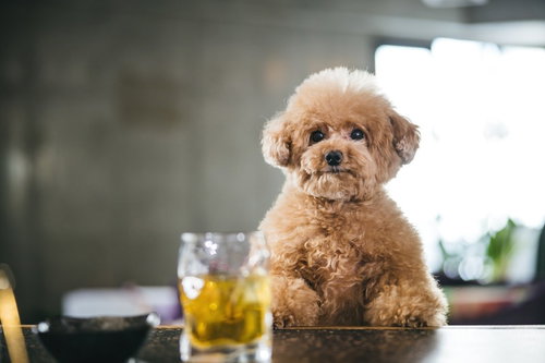 バーカウンターでウイスキーロックをお願いするトイプードル