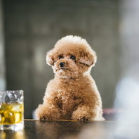 バーのテーブルで、ウイスキーのグラスを前にしたトイプードルの写真