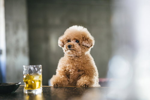 バーのテーブルで、ウイスキーのグラスを前にしたトイプードル