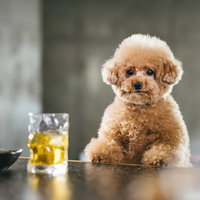 悩みを聞いてほしそうにこちらを見つめるトイプードル、BARのテーブルで寄り添うの写真