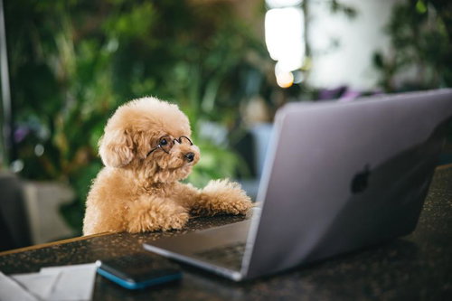 眼鏡をかけたトイプードルのビジネスタイム