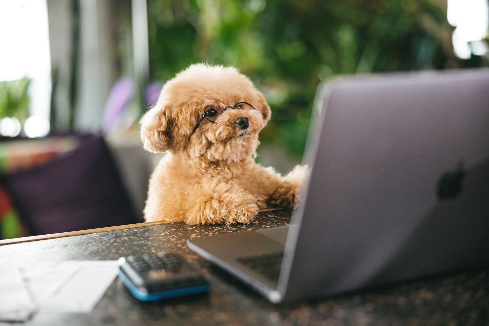 デスクでノートパソコンの前に座る茶色いトイプードルの犬［モデル：こてつ］