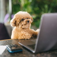 不正がないかチェックするトイプードル、デスク前のノートパソコンの写真
