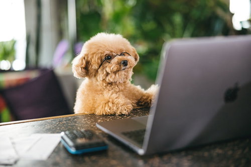 不正がないかチェックするトイプードル、デスク前のノートパソコン