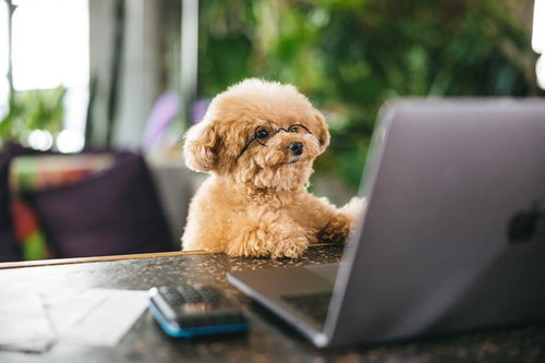 ノートパソコンの前に座るトイプードルのわんこ