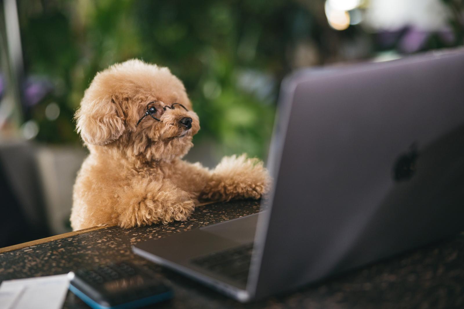 パソコンの前に座るトイプードル。画面を見つめている小型犬［モデル：こてつ］