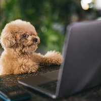 トイプードルがパソコンの前でテレワークをしている可愛い犬の写真