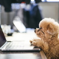 ノートパソコンの前に座るノマドワーカーのトイプードルの写真