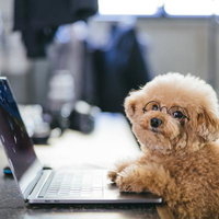 テレワーク中のトイプードルがノートパソコンを前にして眼鏡をかけている様子の写真