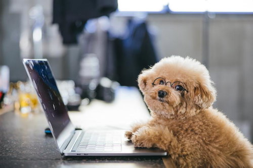 テレワーク中のトイプードルがノートパソコンを前にして眼鏡をかけている様子