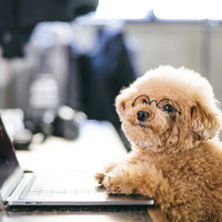 オンラインのリモートワークの新しい仲間、眼鏡をかけたトイプードルの写真