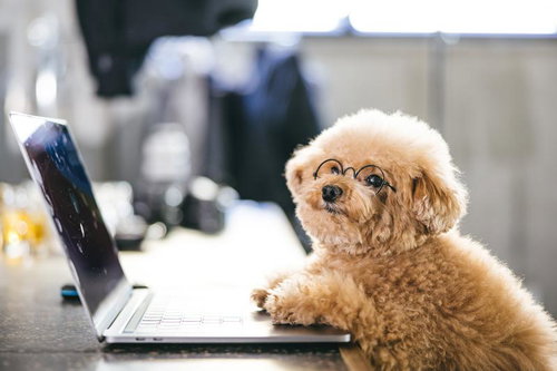 オンラインのリモートワークの新しい仲間、眼鏡をかけたトイプードル