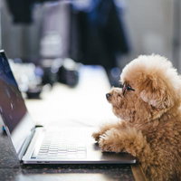 在宅勤務パートナーのトイプードル先生がノートパソコンを覗き込むの写真
