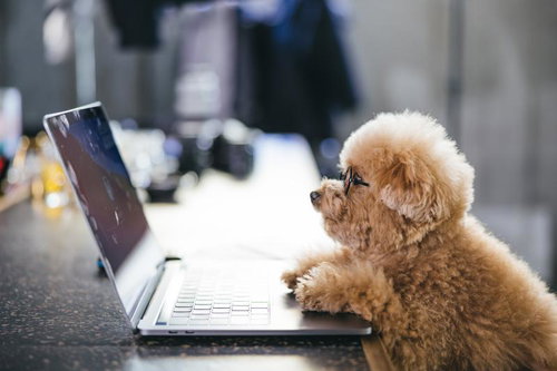 在宅勤務パートナーのトイプードル先生がノートパソコンを覗き込む