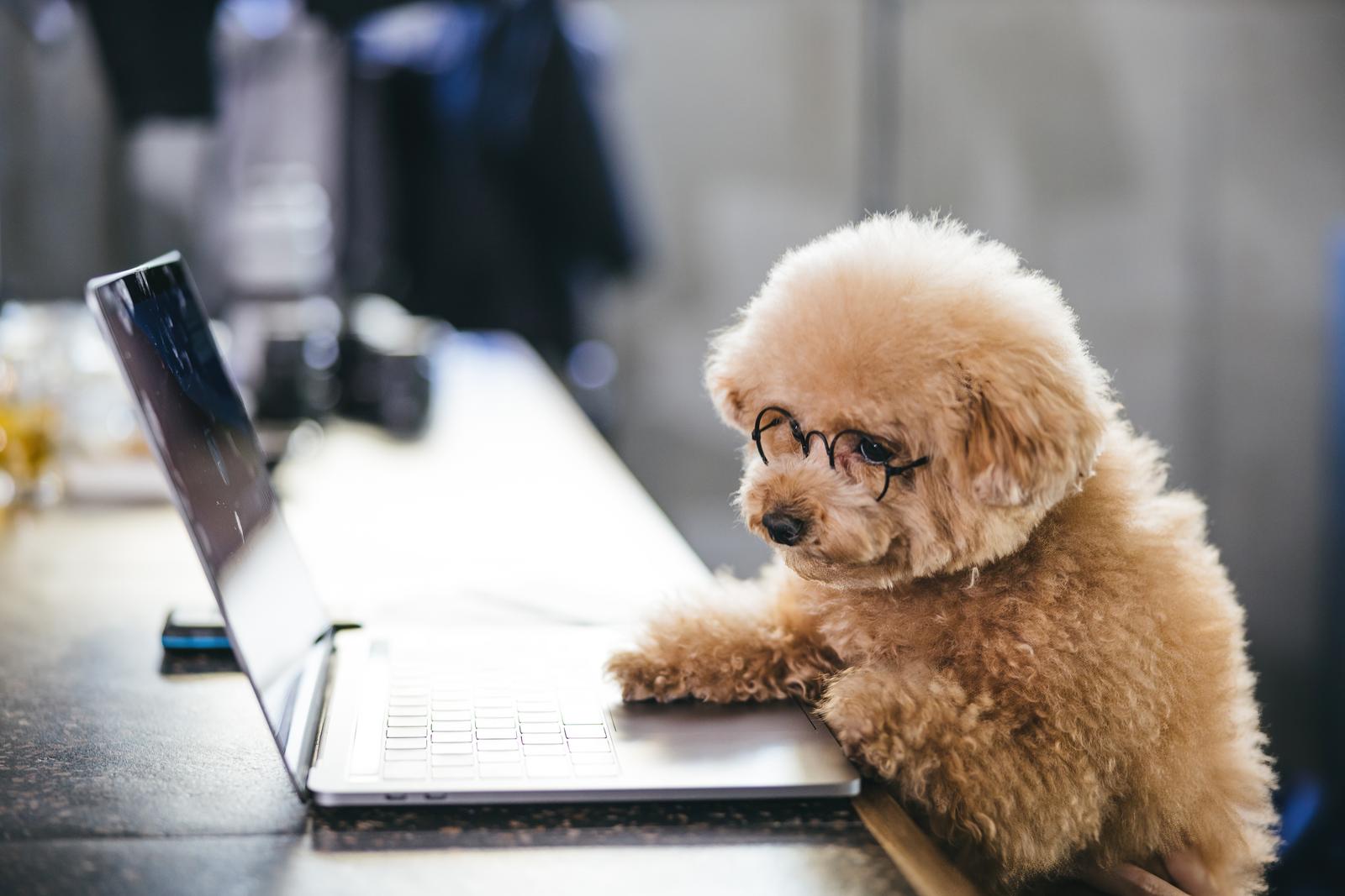 眼鏡をかけたトイプードルがパソコンのキーボードに前足を置いている［モデル：こてつ］