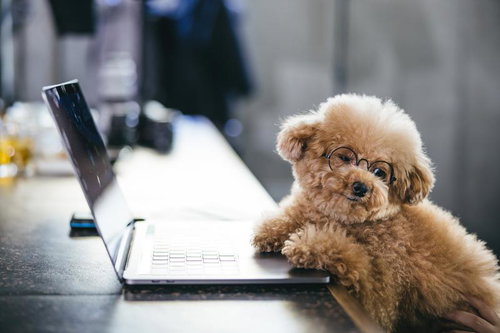 ペットのテレワークの楽しみ方、眼鏡をかけたトイプードル