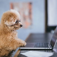 真剣な眼差しでデスクワークに向かうトイプードルの写真