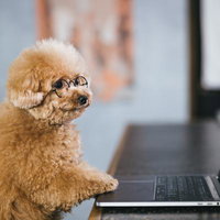スクリーン越しの愛 眼鏡をかけたトイプードルのテレワークの写真