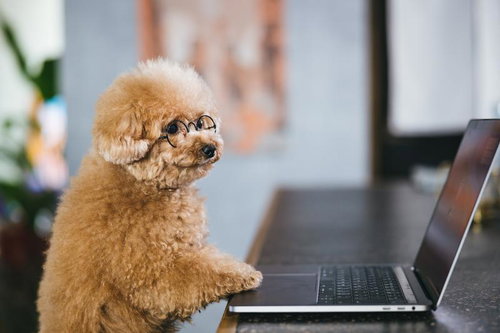 スクリーン越しの愛 眼鏡をかけたトイプードルのテレワーク