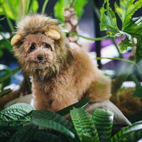 ライオンに扮したトイプードルと緑の葉、かわいい小型犬のコスプレの写真