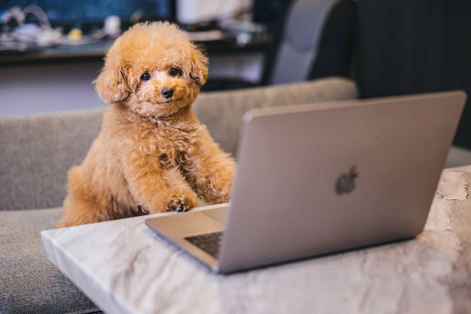 MacBookの前でおすわりする茶色いトイプードルの犬［モデル：こてつ］