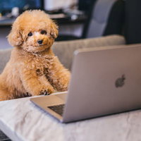 MacBookの前でおすわりするトイプードル社員の写真