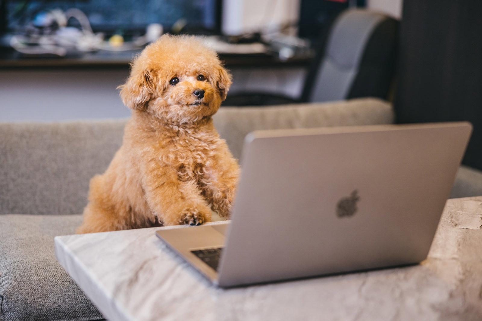 ソファの上でMacBookの前に座る茶色いトイプードル［モデル：こてつ］