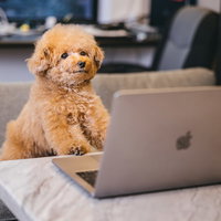 MacBookの前でキーボードを見つめるトイプードルエンジニアの写真