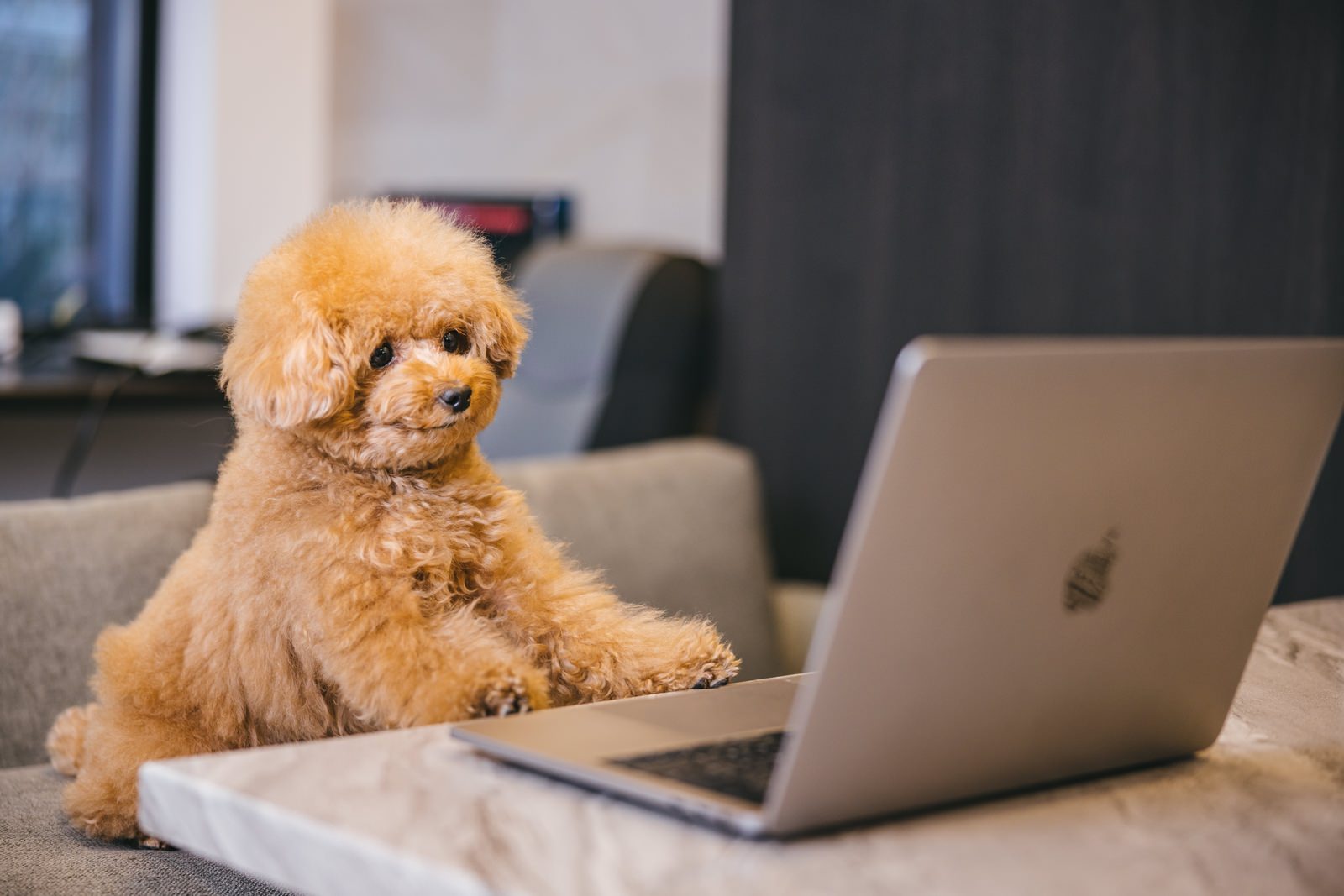 MacBookの前でデスクワークをするような姿勢で座る茶色のトイプードル［モデル：こてつ］