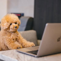 MacBookの前でデスクワークをするトイプードルの写真