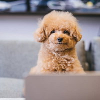 テーブルからひょこっと顔を出してこちらを見つめるトイプードルの表情の写真