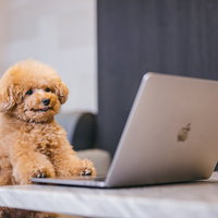 タスク山積みのデスク前で座るトイプードルの写真