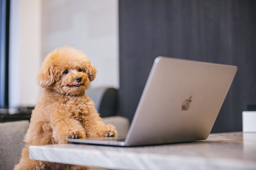 タスク山積みのデスク前で座るトイプードル