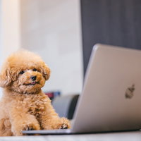 MacBookで作業する横で座るトイプードルの写真