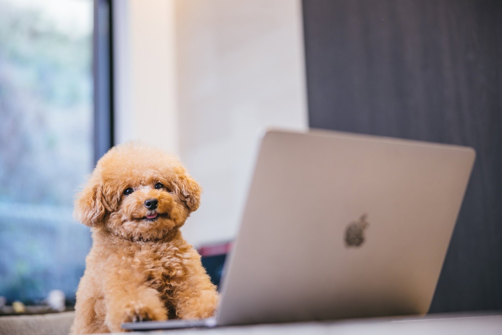 デスクの上でMacBookの隣に座るトイプードル［モデル：こてつ］