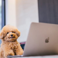 デスクでくつろぐトイプードル、そろそろ休憩の時間の写真