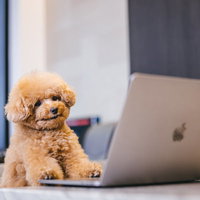 MacBookの横でヤレヤレ顔のトイプードルの写真