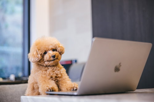 MacBookの横でヤレヤレ顔のトイプードル