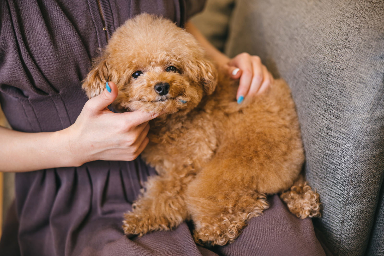 膝の上でくつろぐトイプードルと飼い主［モデル：こてつ］