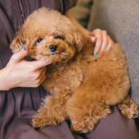 飼い主の膝の上で安心した表情を見せるトイプードルの写真