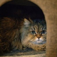 穴から覗いて監視する子猫の写真