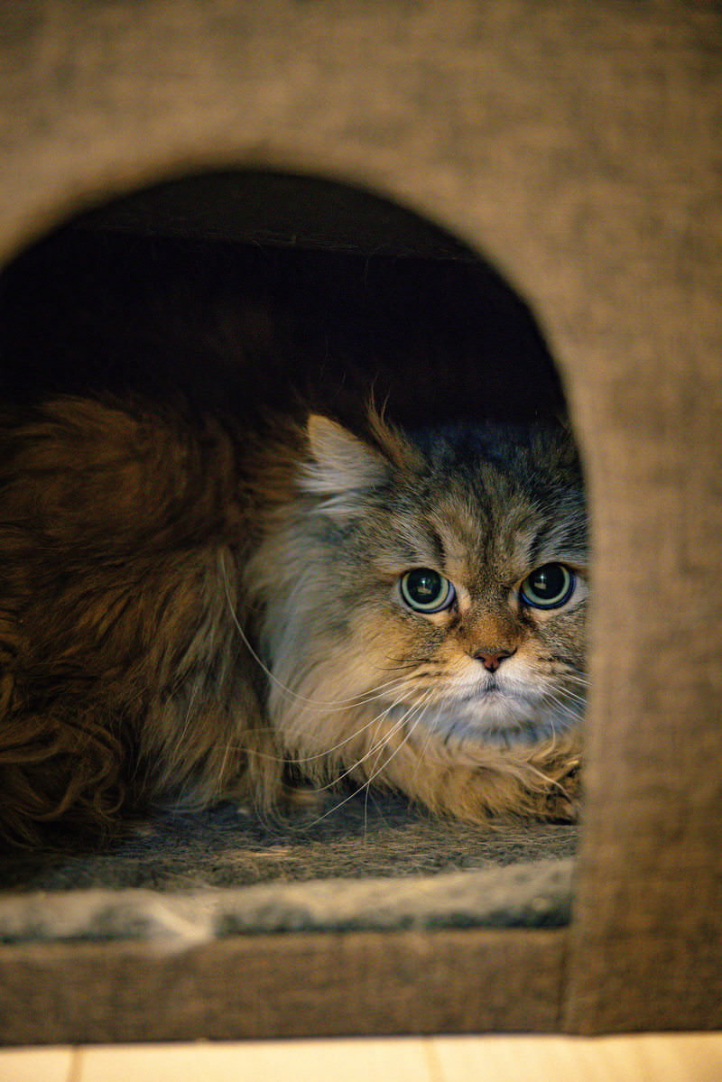 キャットタワーのハウスから見る長毛猫