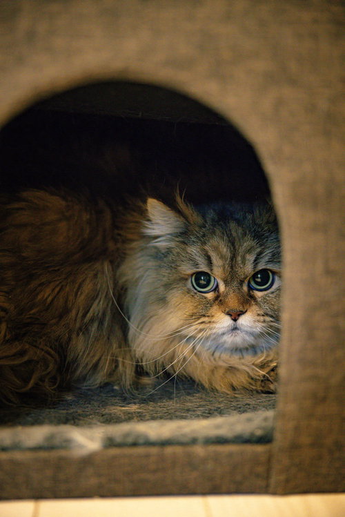 穴から覗いて監視する子猫