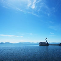 針葉樹林を背景にした水田の稲苗の写真