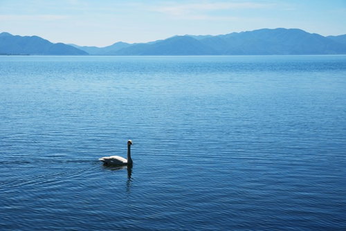 猪苗代湖を悠々と泳ぐ白鳥