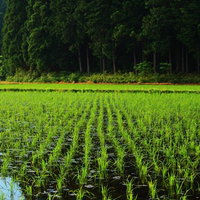 水を張った水田に緑の稲苗が並ぶ田園風景の写真