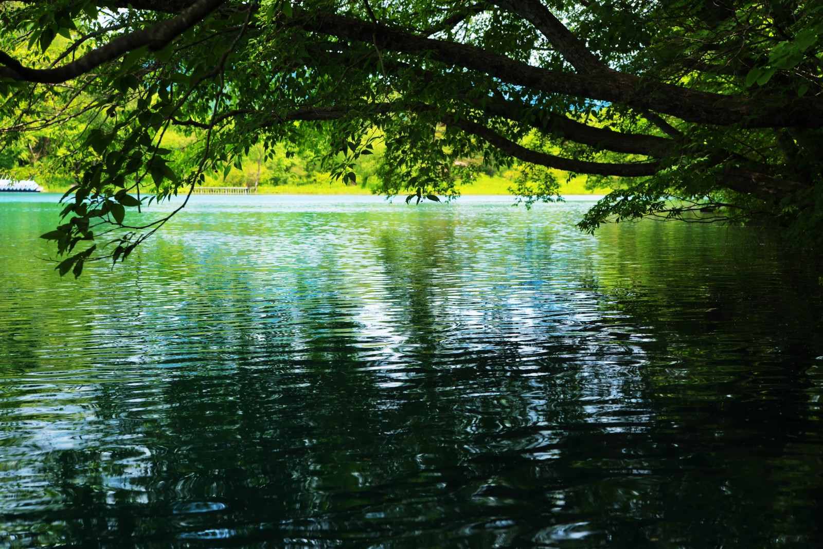 緑の木陰から見た五色沼の水面に景色が反射している様子