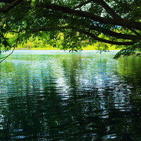 木陰から見た五色沼の水面と新緑の風景の写真