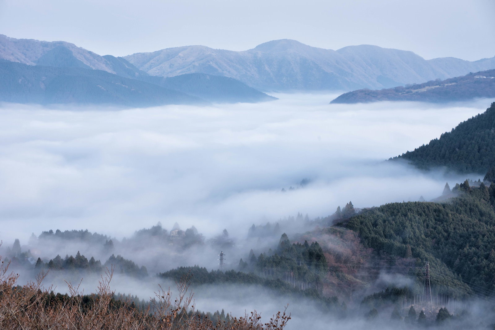 冬の箱根・雪原に並ぶ白樺と雪山