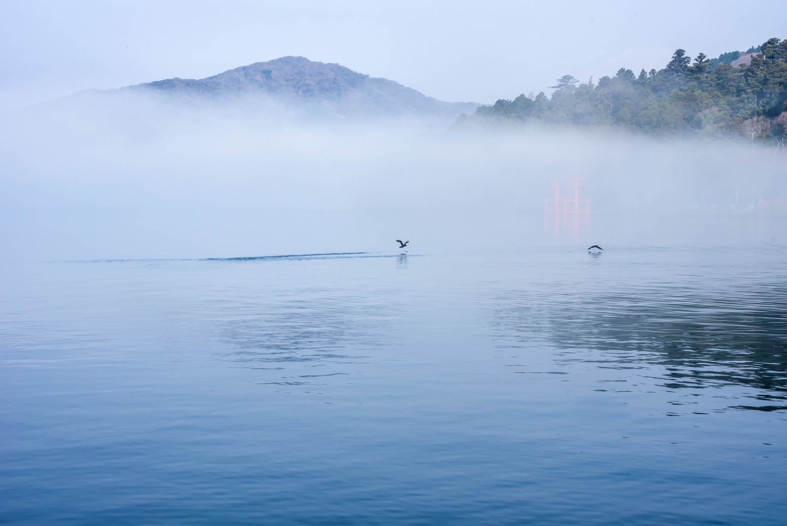 朝霧が立ち込める湖で離水する水鳥と背景の山々